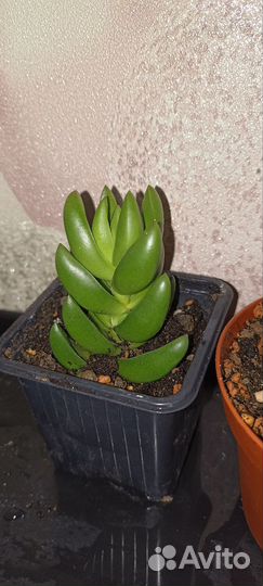 Крассула бен