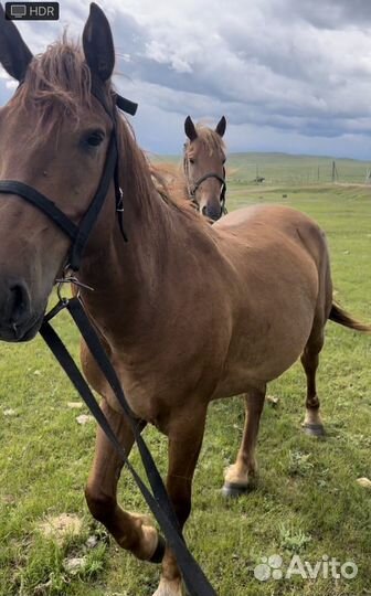 Продам лошадь мерин