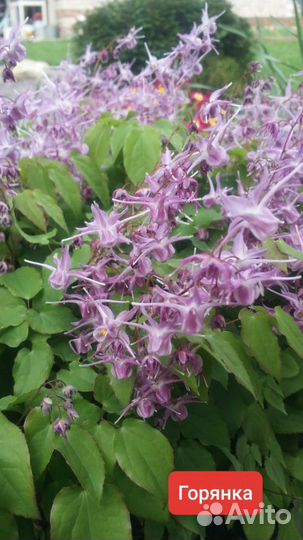 Рассада Папоротник Ирис Флоксы Почвопокровные Тимь