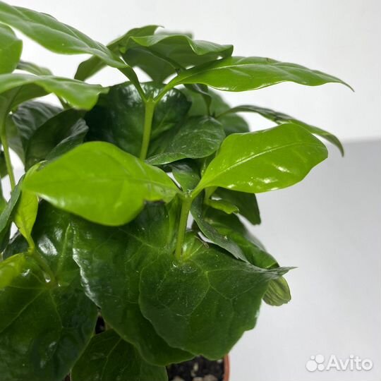 Кофе Арабика Растение