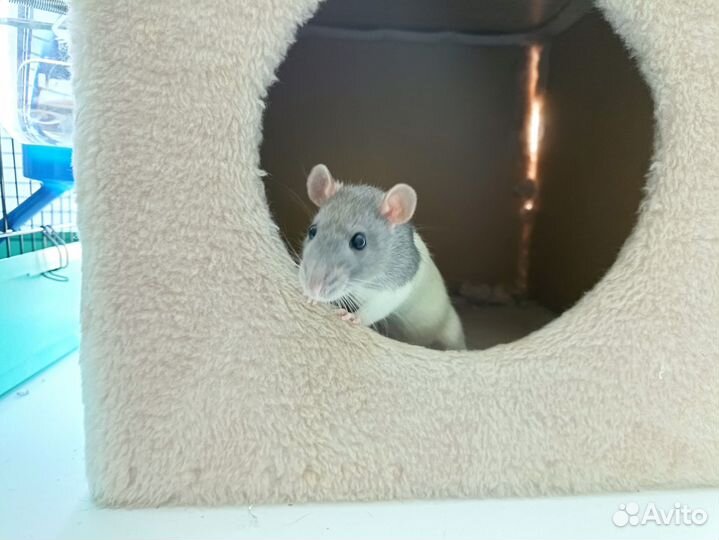 Крысы дамбо девочки