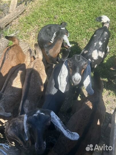 Англо нубийские козы