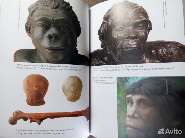 Эволюция человека. Рождение сложности