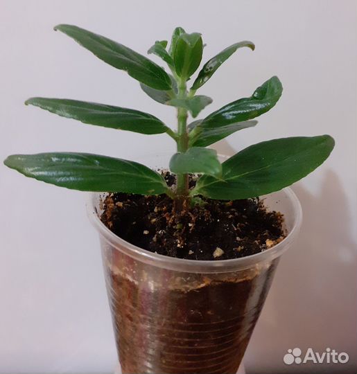 Колумнея Кракатау