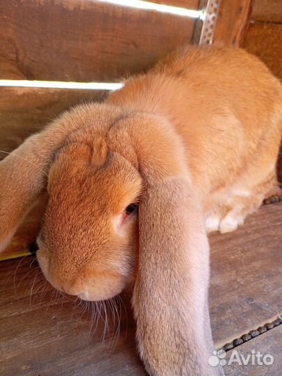 Французский баран