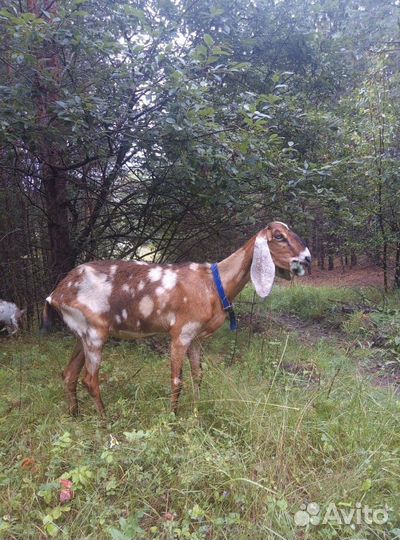 Нубийские козы и козел