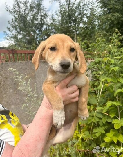 Щенок ждет хозяев