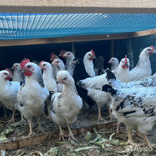 Молодки и петушки