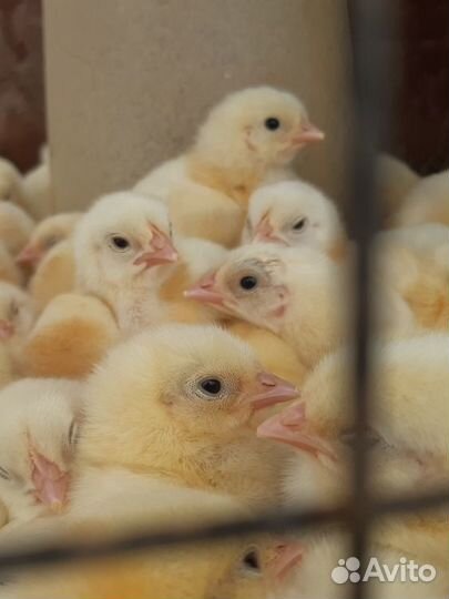 Домашняя птица