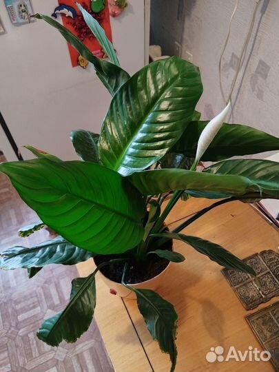 Комнатные растения цветы