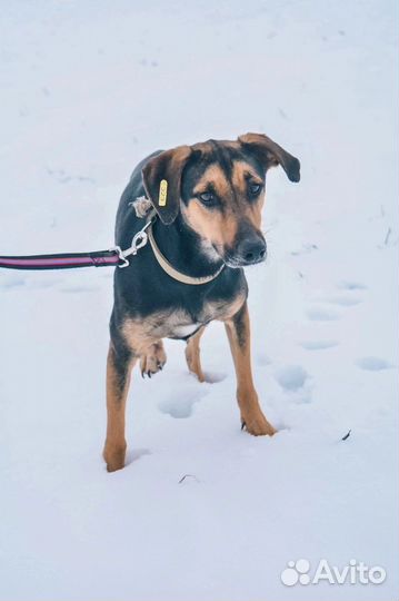 Собака в добрые руки