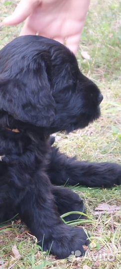 Щенки ризеншнауцера