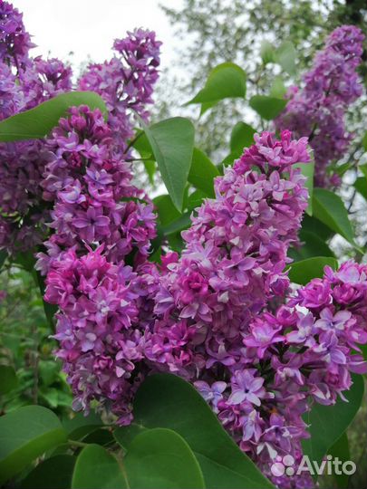 Саженцы сирени махровой