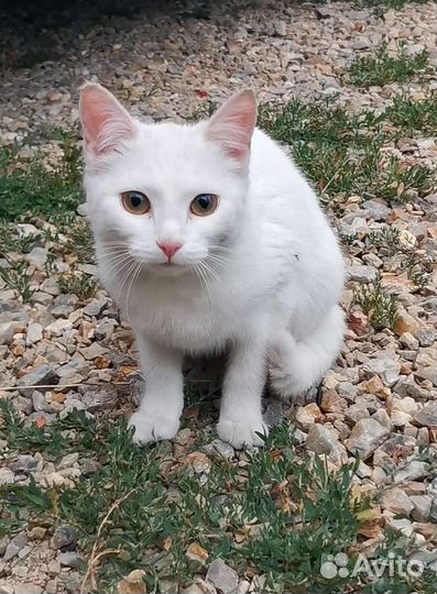 Кошки в добрые руки бесплатно