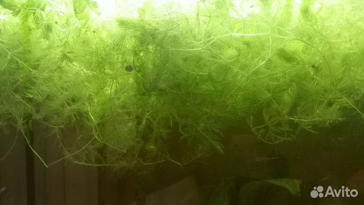 Трава в аквариум разная