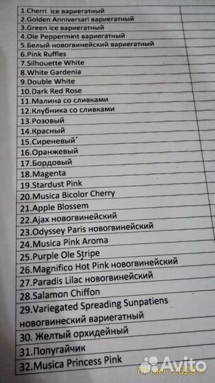 Бальзамины 30+ сортов