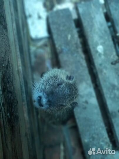 Нутрии молодняк