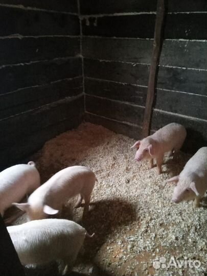 Поросята ландрас