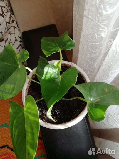 Антуриум мужское счастье комнатные цветы