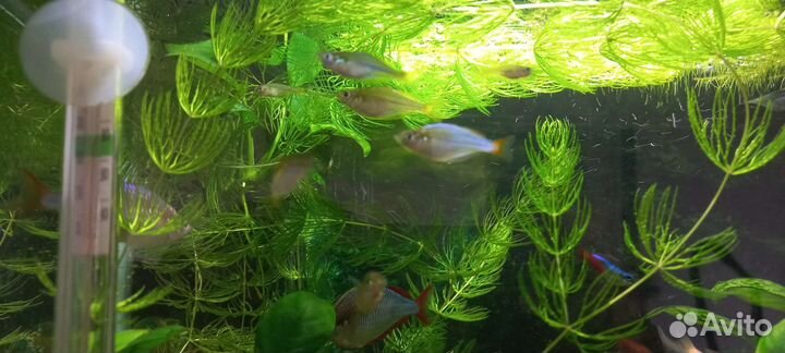 Радужница неоновая