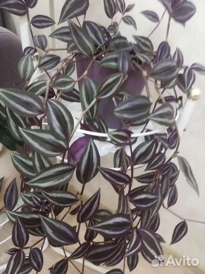 Традесканция зебрина, розовая