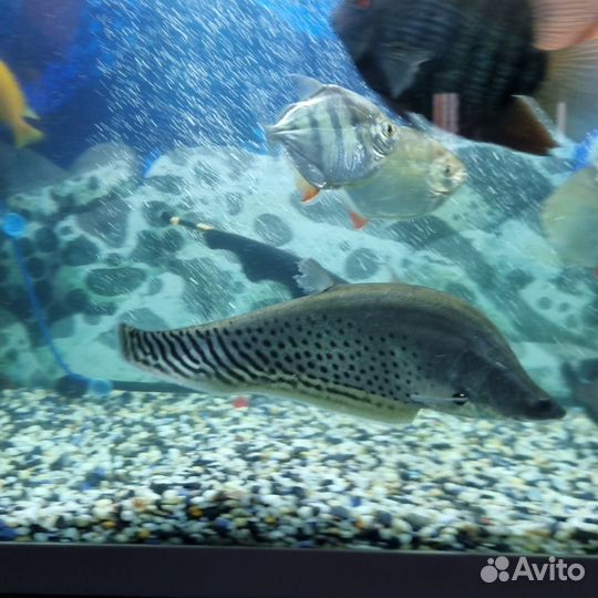 Серебряный нож Бланша