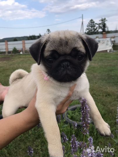 Щенки мопса РКФ