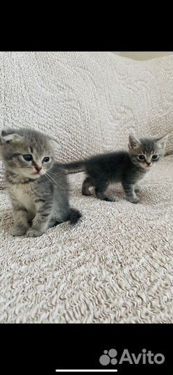 Шотландская вислоухая