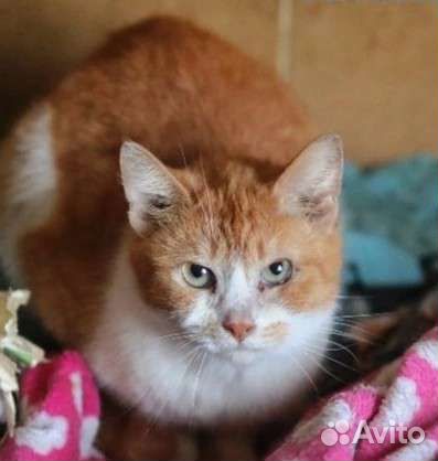 Заберите яркого котика Апельсина из бабк квартиры