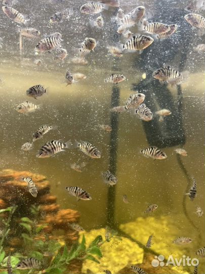 Рыбки цихлиды