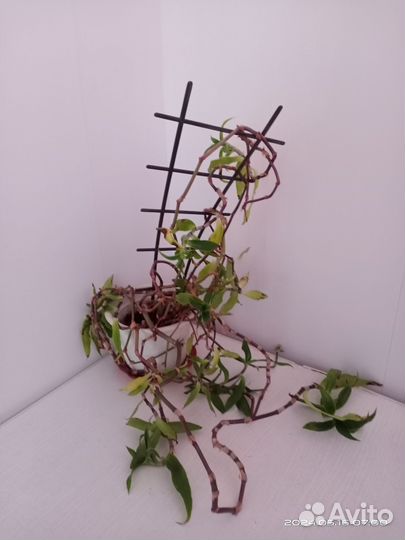 Усы золотого уса