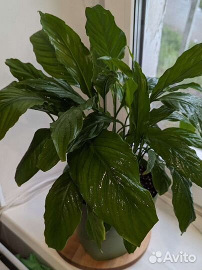 Спатифиллум цветок горшок