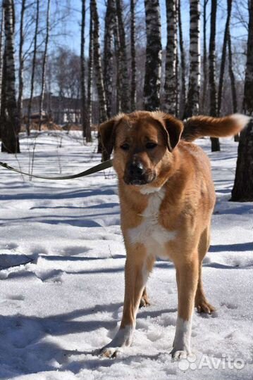 Большой и добрый мишка