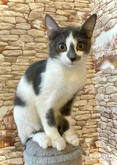 Котята бесплатно