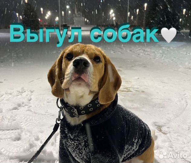 Выгул собак