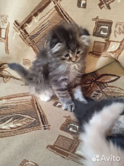 Котята вислоухие