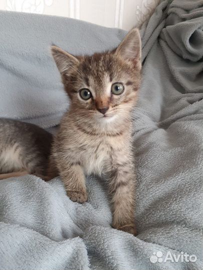 Отдам 2 котенка в хорошие руки