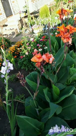 Цветы Канны красные, оранжевые, желтые