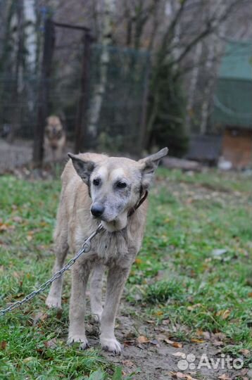 Собака в добрые руки отдам бесплатно