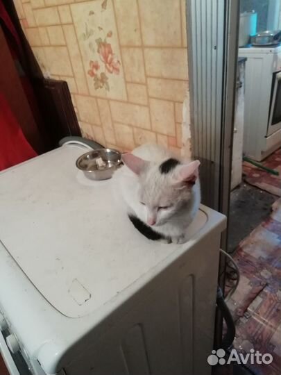 Котик бесплатно