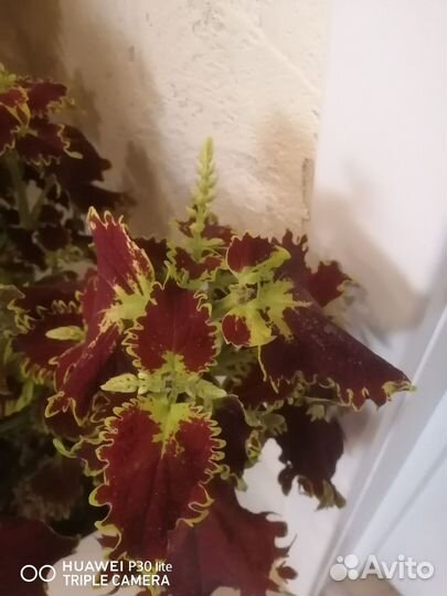 Колеусы вегетативные черенки, срезы, укорененный