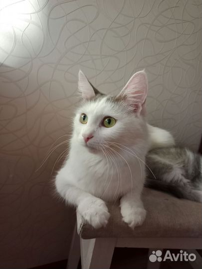 Кошка в дар