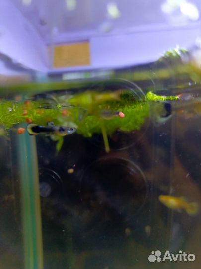 Аквариумные рыбки