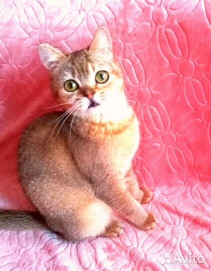 Прекрасные британчики