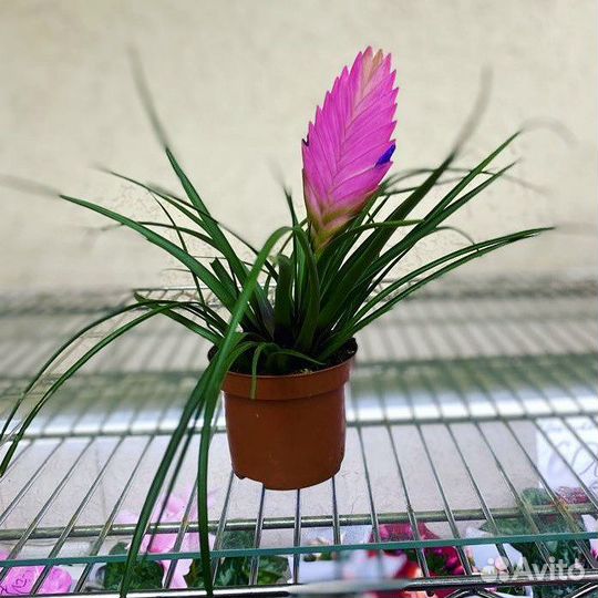 Тилландсия Анита (Tillandsia cyanea Anita, цианея)