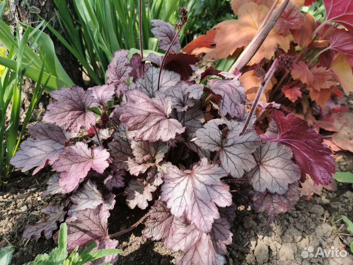 Гейхера Мармелад (Heuchera Marmalade)