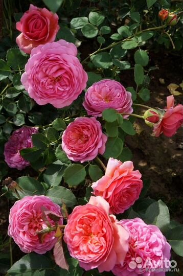 Английская Роза Princess Alexandra of Kent