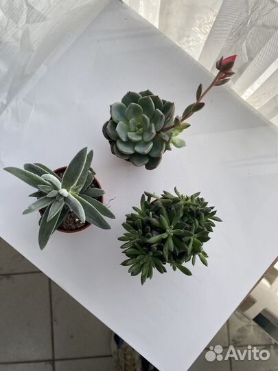 Суккуленты