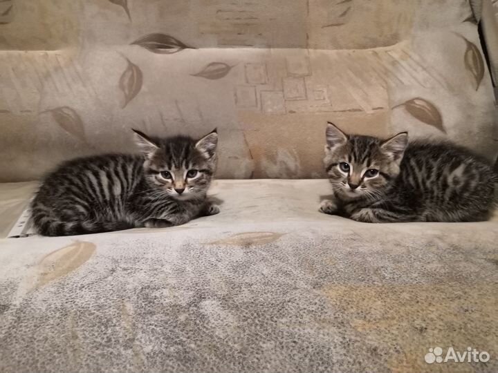 Отдам котят