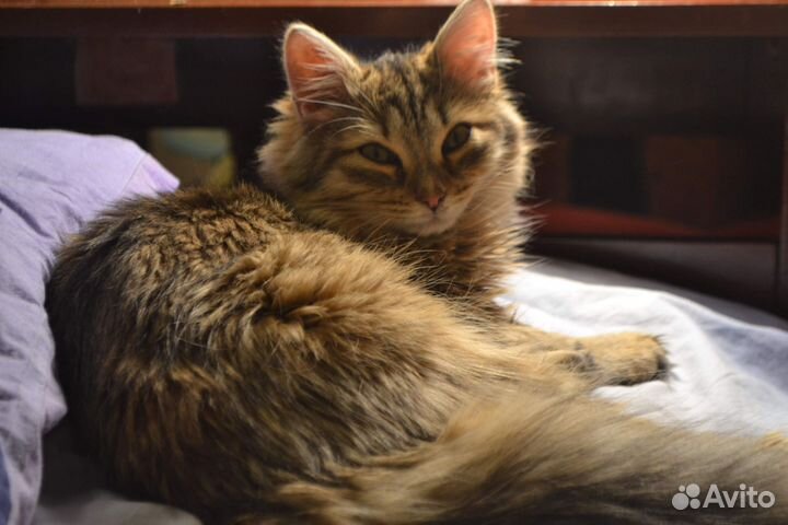 Зеркальный фотоаппарат nikon d3100